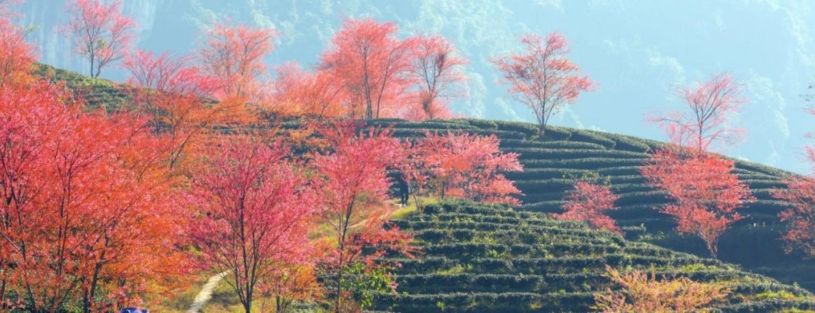 Planning a Trip? Check Out Ha Giang Weather Month by Month