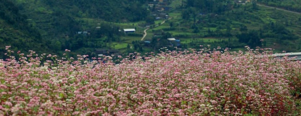 Traditional Festivals In Ha Giang: Colors Of Northeast Life