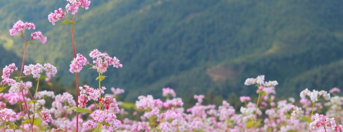 Buckwheat Flower in Ha Giang: A Bloom You’ll Never Forget