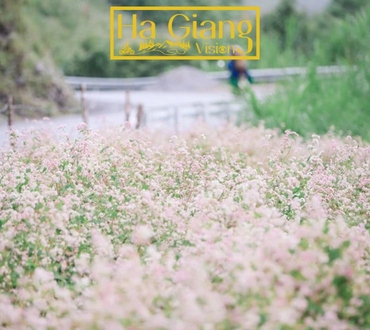 Buckwheat Flower in Ha Giang: A Bloom You’ll Never Forget