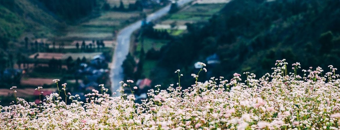 Ha Giang in November: Misty Roads and Mountain Dreams
