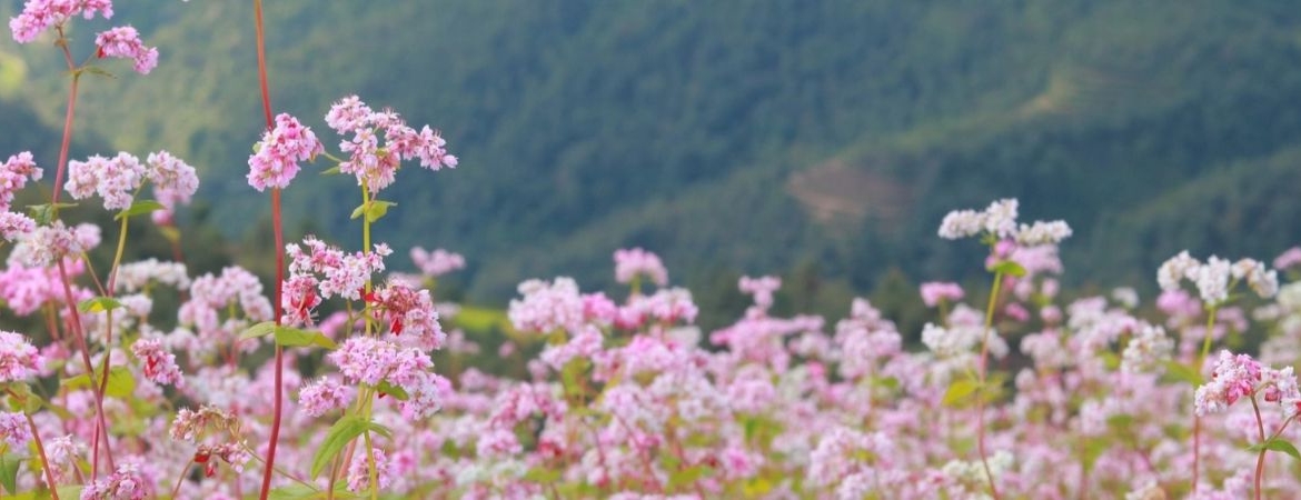 Chasing Blooms At Buckwheat Flower Festival In Ha Giang