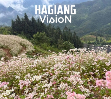 Chasing Blooms At Buckwheat Flower Festival In Ha Giang