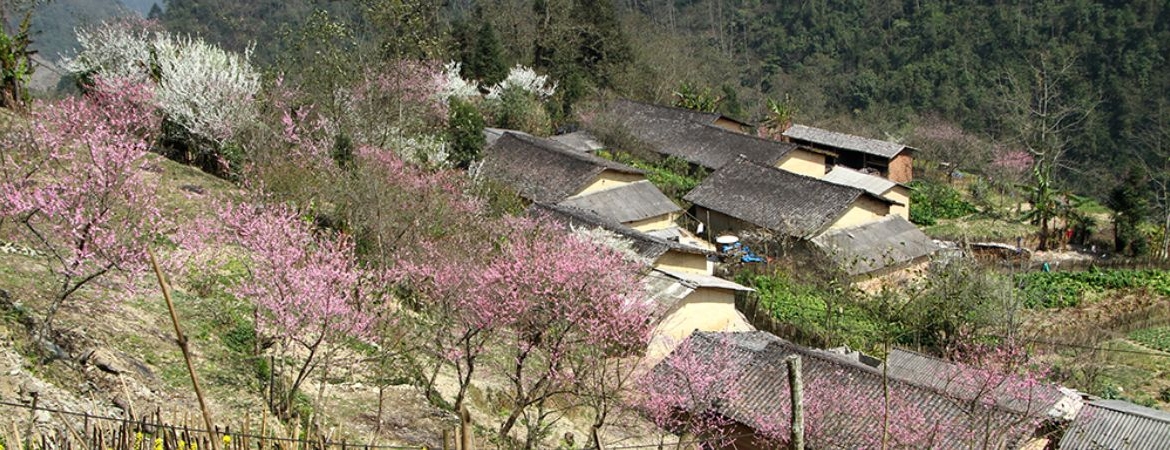 Gau Tao Festival in Ha Giang – A Lively Cultural Journey Hmong Traditions