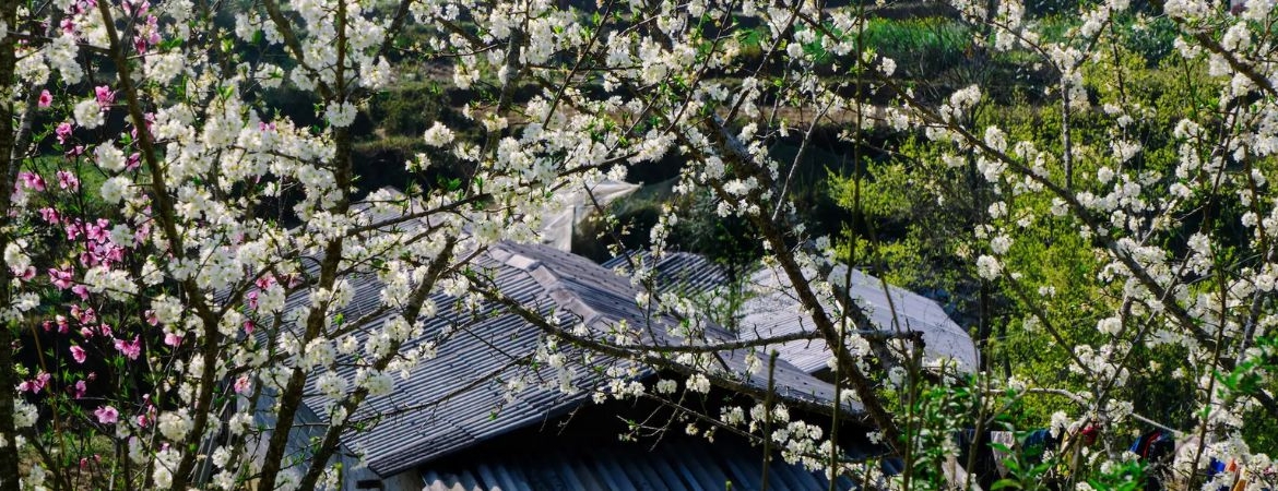 Travel to Ha Giang During Lunar New Year and What to Expect