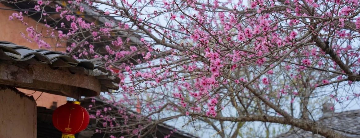 Spring Festivals in Ha Giang: A Colorful Celebration in the Mountains