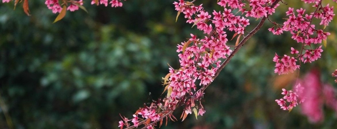 Ha Giang in February: For Travelers Who Like The World Unfiltered