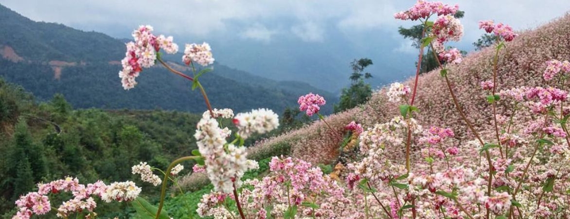 Top 3 Flower Seasons in Ha Giang with Best Timing Guide