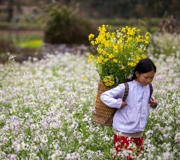 Ha Giang Loop Season Guide: Rice Terraces and Buckwheat Flowers