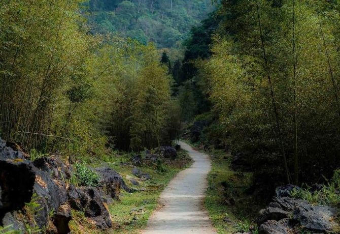 Bamboo groves along the road