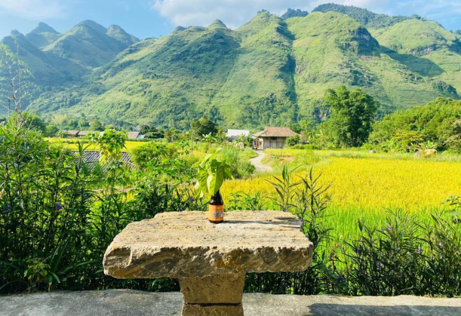 Golden rice fields at dusk