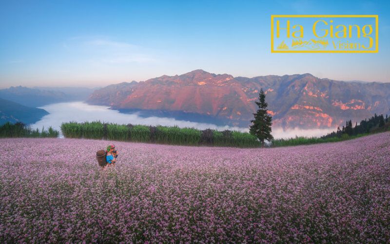 Ha Giang festival blooms with vibrant buckwheat flowers across mountain landscapes.