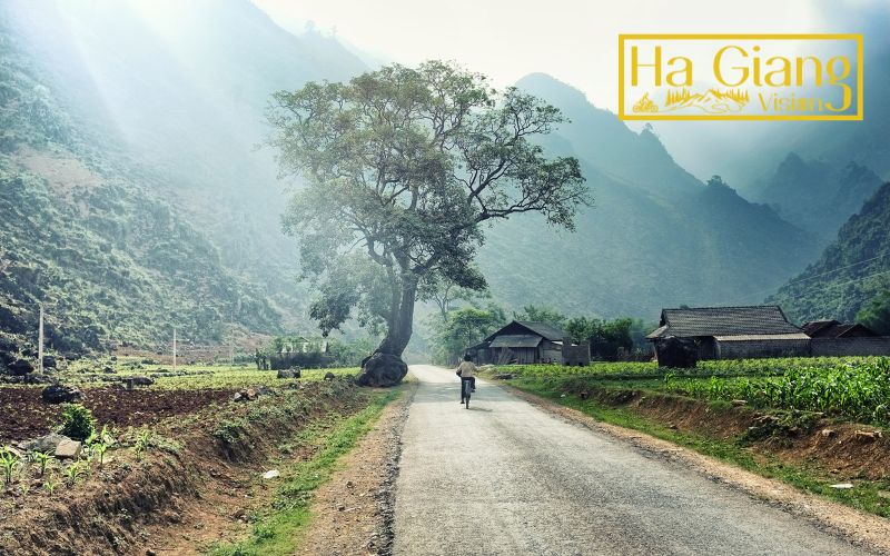 Ha Giang weather in December turns cold, foggy, and beautifully serene.