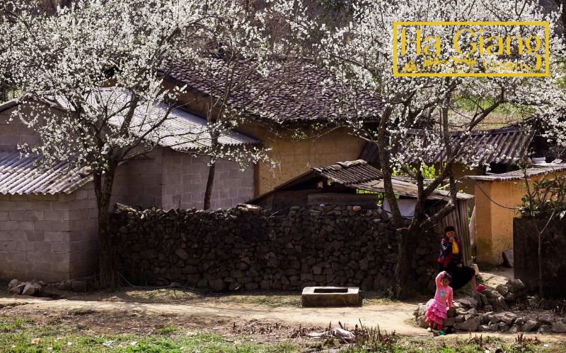 Ha Giang weather in January brings misty mornings and cool mountain air.