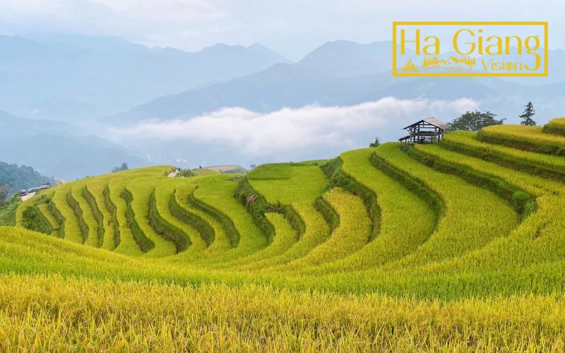 Ha Giang weather in September turns golden as rice terraces reach harvest.