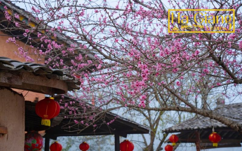Spring is often the best time to do Ha Giang Loop.