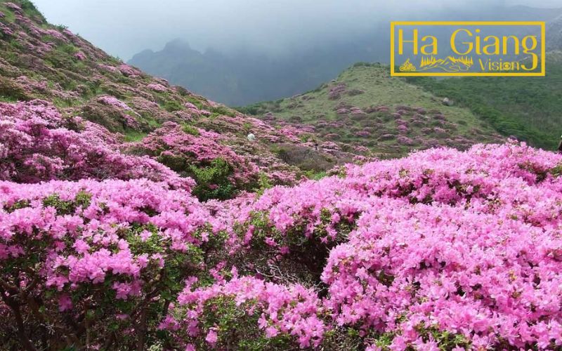 Tây Côn Lĩnh Peak in Hoàng Su Phì challenges hikers and rewards breathtaking views.