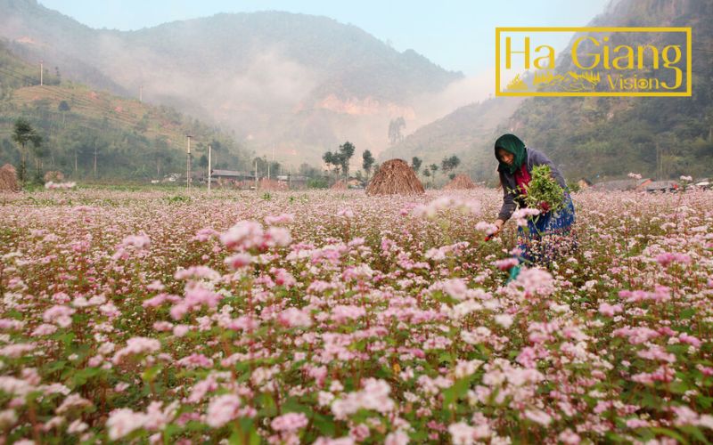 The buckwheat flowers in Hoàng Su Phì bloom beautifully in early spring.