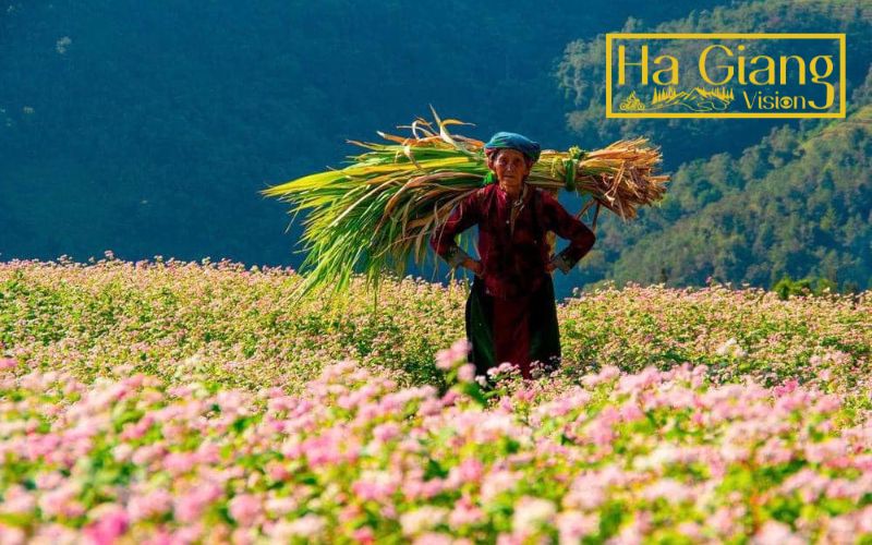 The buckwheat flower blooms beautifully from September to December across Ha Giang.