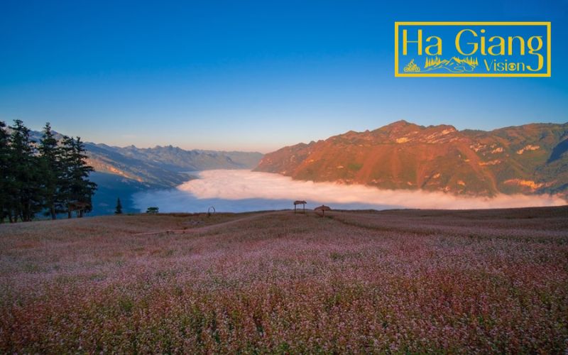 The buckwheat flower fields offer breathtaking scenery throughout northern Vietnam’s mountains.