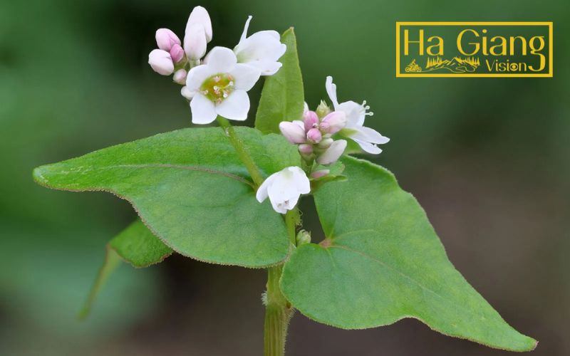 The buckwheat flower represents Ha Giang’s resilient spirit and natural mountain beauty.