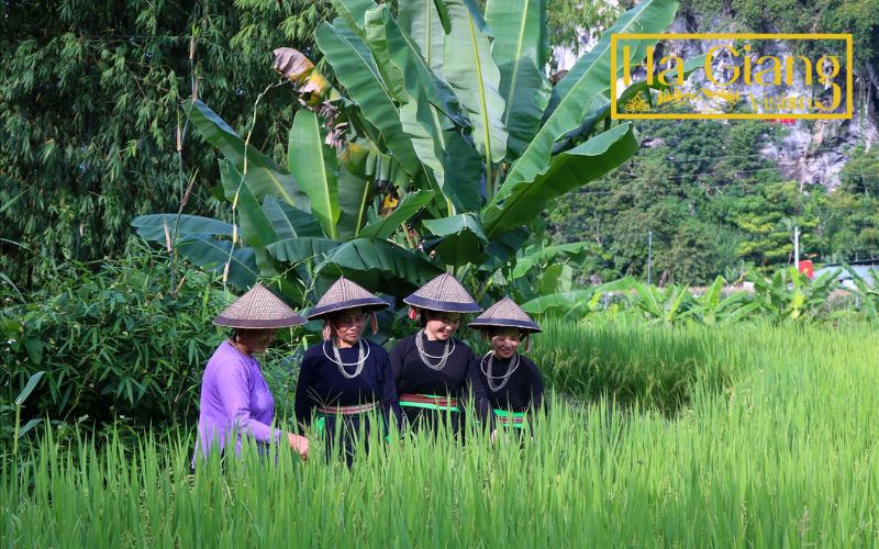 The Tay people form a large, vibrant ethnic community in Ha Giang.