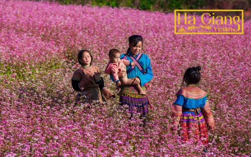 Ha Giang in December reveals colorful fields and historic villages.