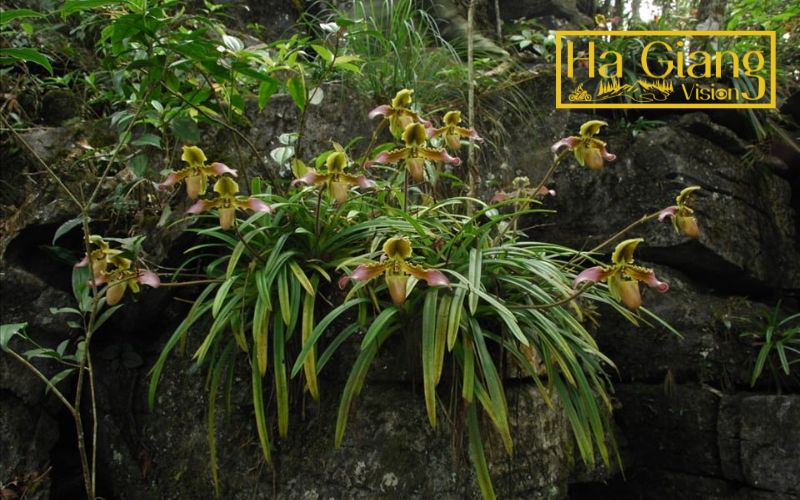 The untouched wildlife and flora of Hell Village highlight nature’s resilience.