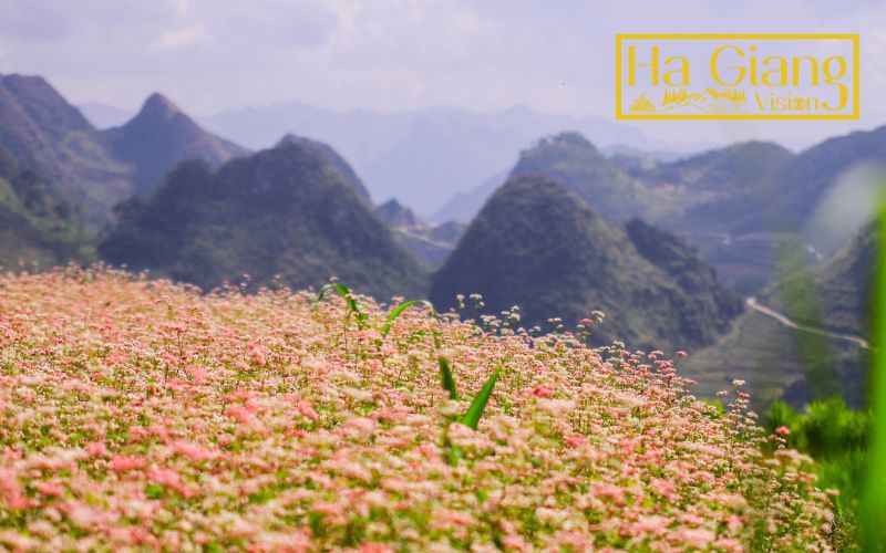 Ha Giang in November shines during stunning buckwheat flower season.