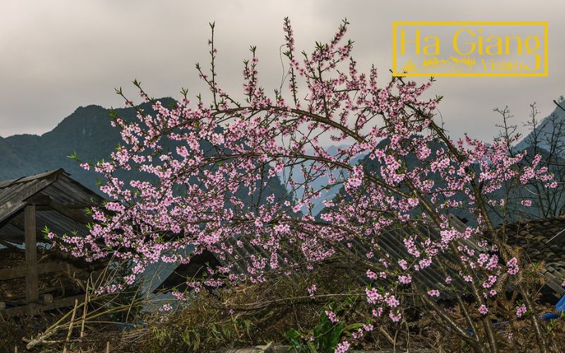 This ethnic village offers rugged scenery and traditional H’Mong ways of living.