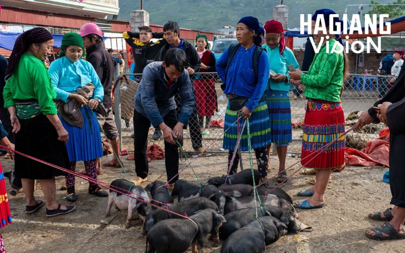 The cattle section of Meo Vac Market showcases vibrant livestock trading.