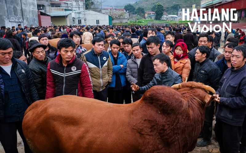 Livestock trading remains an essential activity within Pho Cao Market.