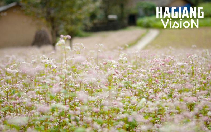 The Buckwheat Flower Festival highlights vast blooming fields across Ha Giang.