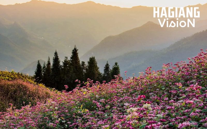 The Buckwheat Flower Festival spans multiple scenic regions throughout Ha Giang.