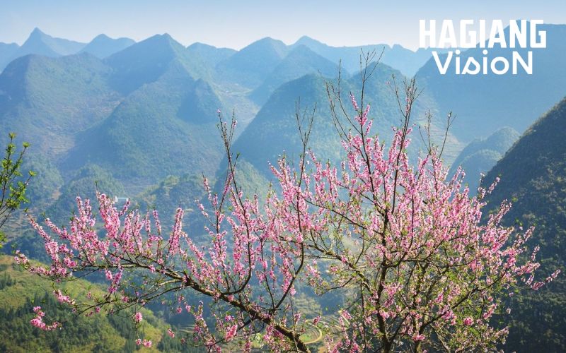 Colorful mountain valleys fully bloom across Ha Giang in spring