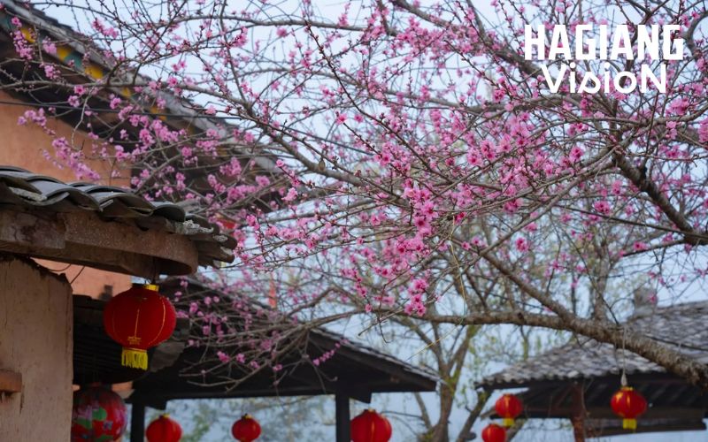 Ha Giang in February reveals authentic Tet traditions and village life