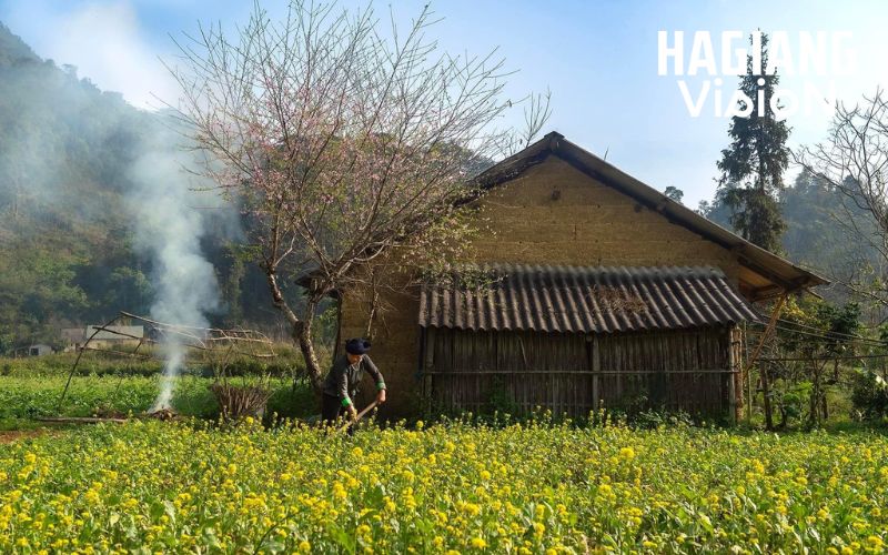 Ha Giang in January offers refreshingly cool exploration weather