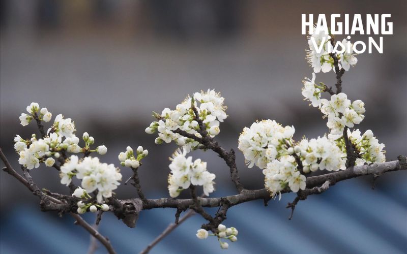 Ha Giang in March showcases gentle early spring flower blooms