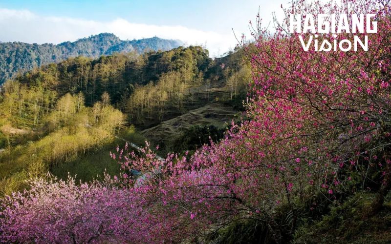 Ha Giang in April still holds soft fading blossom beauty